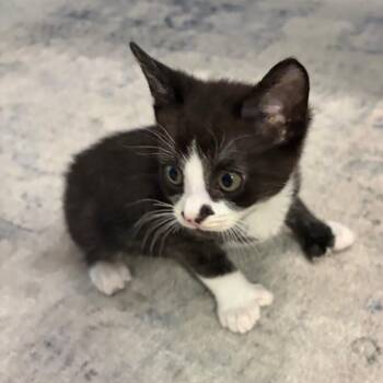 Domestic Short Hair Cats Available for Adoption in Tustin, California - Peter (Pepe) | PetCurious