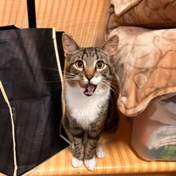 Sheldon -  Domestic Short Hair Cat for Adoption in Wheaton, Illinois - Sheldon | PetCurious