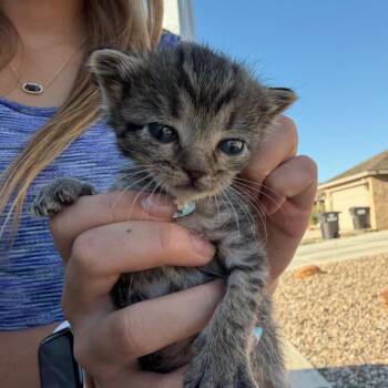 Little Bit -  Domestic Short Hair Cat for Adoption in Midland, Texas - Little Bit | PetCurious