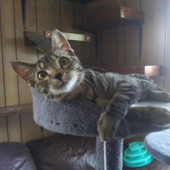 Gizmo -  Domestic Short Hair Cat for Adoption in PORT WENTWRTH, Georgia - Gizmo | PetCurious