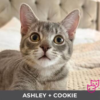 Ashley (bonded with Cookie) -  Domestic Short Hair Cat for Adoption in Toronto, Ontario - Ashley (bonded With Cookie) | PetCurious