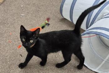 Betty -  Domestic Short Hair Cat for Adoption in South Bend, Indiana - Betty | PetCurious