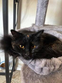 Domestic Medium Hair Cats Available for Adoption - Luna | PetCurious