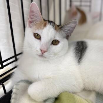 Arial -  Domestic Short Hair Cat for Adoption in Durham, North Carolina - Arial | PetCurious