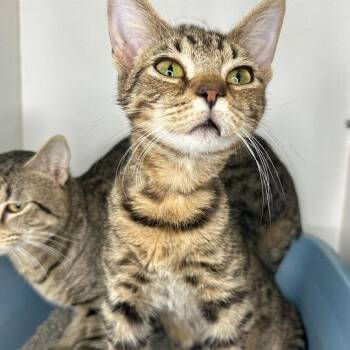 Domestic Short Hair Cats Available for Adoption in Matteson, Illinois - Flash | PetCurious
