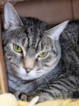 PRINCE -  Domestic Short Hair Cat for Adoption in Boston, Massachusetts - PRINCE | PetCurious
