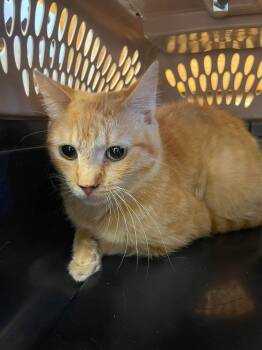 Cricket -  Domestic Short Hair Cat for Adoption in Bolivar, Missouri - Cricket | PetCurious