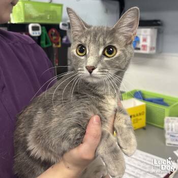 Domestic Short Hair Cats Available for Adoption in Washington, District Of Columbia - Jocelyn | PetCurious