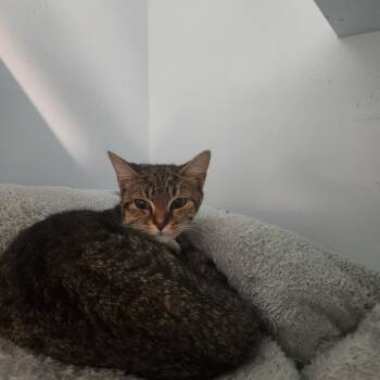 Turtle -  Domestic Short Hair Cat for Adoption in Charleston, South Carolina - Turtle | PetCurious