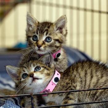 Sally -  Domestic Short Hair Cat for Adoption in Memphis, Tennessee - Sally | PetCurious