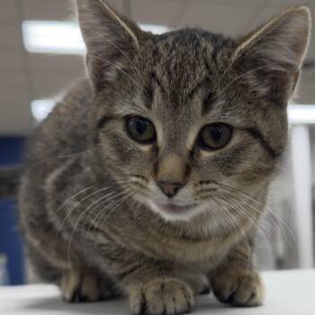 Domestic Short Hair and Tabby Cats Available for Adoption - GABBY | PetCurious