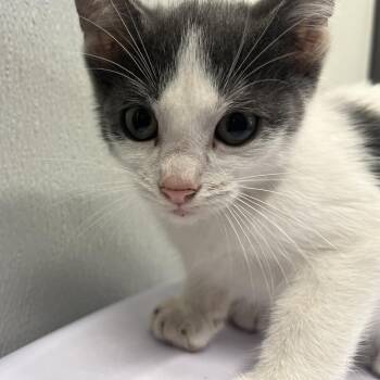 Lux -  Domestic Short Hair Cat for Adoption in Tampa, Florida - Lux | PetCurious