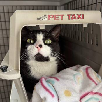 Panda -  Domestic Short Hair Cat for Adoption in Oconto, Wisconsin - Panda | PetCurious
