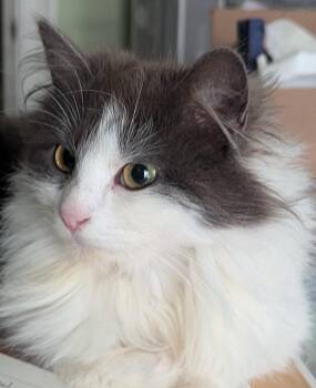 Siberian Cats Available for Adoption - Willow | PetCurious