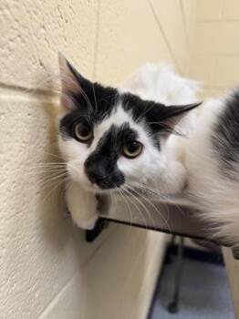 Lenora -  Domestic Short Hair Cat for Adoption in Westland, Michigan - Lenora | PetCurious