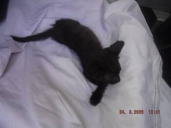 Domestic Short Hair Cats Available for Adoption - ANNIE | PetCurious