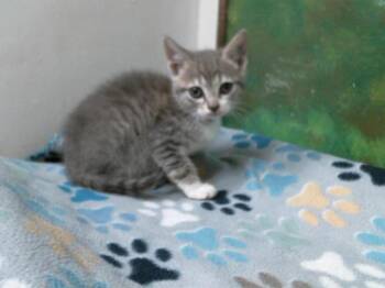 Domestic Short Hair Cats Available for Adoption in Houston, Texas - CELLO | PetCurious