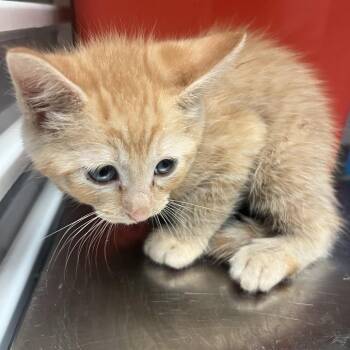 Grant 1218 -  Domestic Short Hair Cat for Adoption in Columbus, Georgia - Grant 1218 | PetCurious
