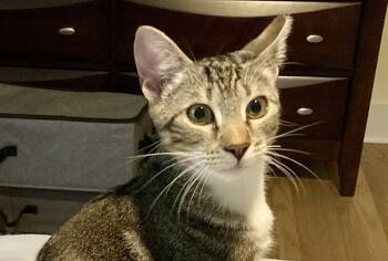 Rescue Domestic Short Hair Cats for Adoption in Raleigh, North Carolina - CHARLIE | PetCurious