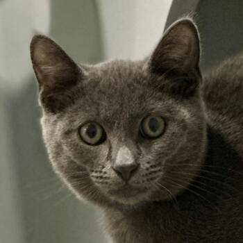 Rescue Domestic Short Hair Cats for Adoption in Victor, New York - Ducky | PetCurious