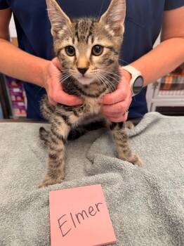 Elmer Kit -  Domestic Short Hair Cat for Adoption in Vancouver, Washington - Elmer Kit | PetCurious