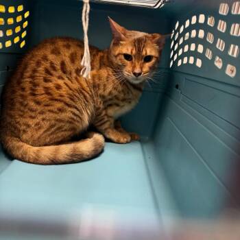 Rescue Domestic Short Hair Cats for Adoption in Ridgway, Colorado - Aelin | PetCurious