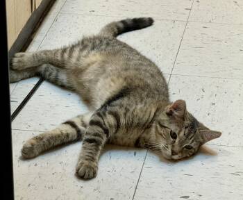 Domestic Short Hair Cats Available for Adoption in Independence, Iowa - Juno | PetCurious