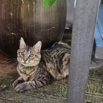 Julio -  Domestic Short Hair Cat for Adoption in Baldwin, Maryland - Julio | PetCurious