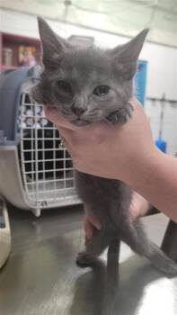 Oswald -  Domestic Short Hair Cat for Adoption in Largo, Florida - Oswald | PetCurious