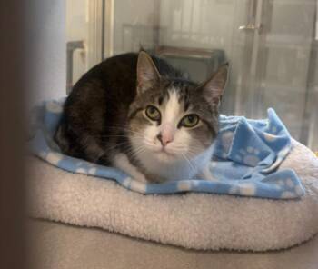 Bonnie -  Domestic Short Hair Cat for Adoption in Viroqua, Wisconsin - Bonnie | PetCurious
