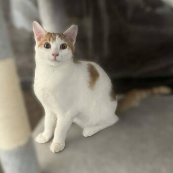 Turkish Van and Domestic Short Hair Cats Available for Adoption in Allen, Texas - Princess Buttercup (Turkish Van Mix) | PetCurious