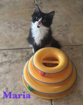 Maria -  Domestic Medium Hair Cat for Adoption in Longwood, Florida - Maria | PetCurious