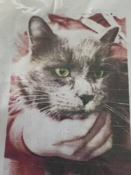 Domestic Long Hair Cats Available for Adoption in New Windsor, New York - Shadow | PetCurious