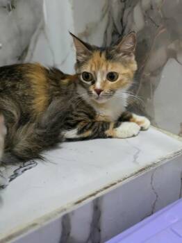 Rescue Calico Cats for Adoption in Brampton, Ontario - Luna C | PetCurious
