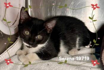 SERENA -  Domestic Short Hair Cat for Adoption in Marietta, Georgia - SERENA | PetCurious