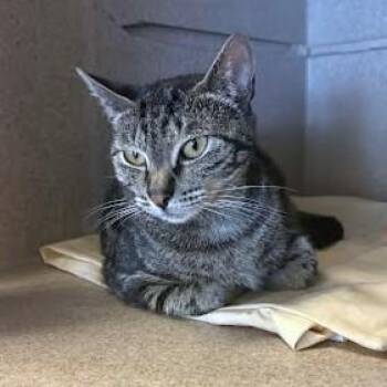 Sophie -  Domestic Short Hair Cat for Adoption - Sophie | PetCurious