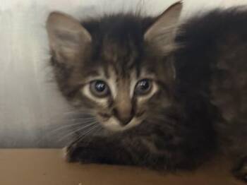 Mike N Ikes -  Domestic Short Hair Cat for Adoption in New York, New York - Mike N Ikes | PetCurious