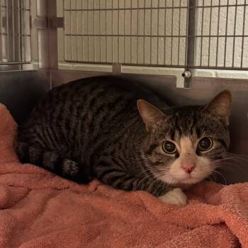 Domestic Short Hair Cats Available for Adoption in Bristol, Indiana - Ponce De Leon: Working Cat, Adoption Fees Waived! | PetCurious