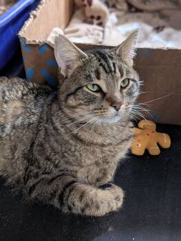 Domestic Short Hair Cats Available for Adoption - Finley | PetCurious