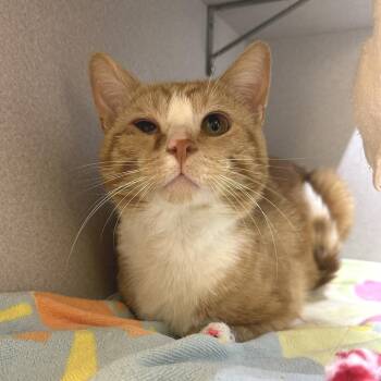 Theodore -  Domestic Short Hair Cat for Adoption in Pittsburgh, Pennsylvania - Theodore | PetCurious