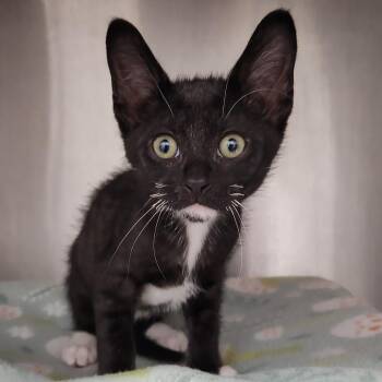 Toulouse -  Domestic Short Hair Cat for Adoption in Fort Wayne, Indiana - Toulouse | PetCurious