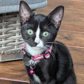 Hepburn C70729 -  Domestic Short Hair Cat for Adoption in Minnetonka, Minnesota - Hepburn C70729 | PetCurious