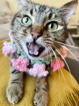 Domestic Short Hair Cats Available for Adoption in San Diego, California - Princess | PetCurious