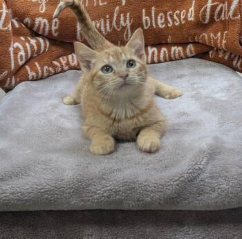 Clemmie -  Domestic Short Hair Cat for Adoption in Little Rock, Arkansas - Clemmie | PetCurious