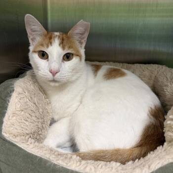 CHARLY -  Domestic Short Hair Cat Available for Adoption in Barnstable, Massachusetts - CHARLY | PetCurious