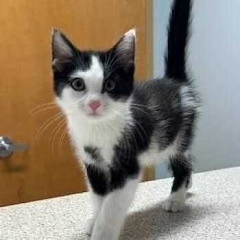 Domestic Short Hair Cats Available for Adoption - Wilkes (bonded With Butler) | PetCurious