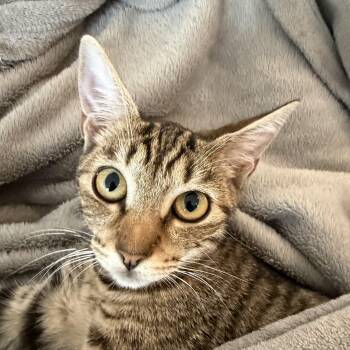 Mercedes and Michael -  Tabby Cat for Adoption in Falmouth, Massachusetts - Mercedes And Michael | PetCurious