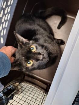 Rescue Domestic Short Hair Cats for Adoption in Westminster, Maryland - DOBBY | PetCurious