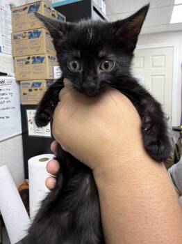 Sam K. -  Domestic Short Hair Cat for Adoption in Pomona, New York - Sam K. | PetCurious