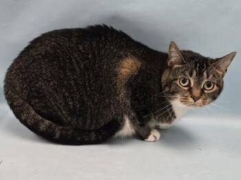 Buttermilk -  Domestic Short Hair Cat for Adoption in Minneapolis, Minnesota - Buttermilk | PetCurious